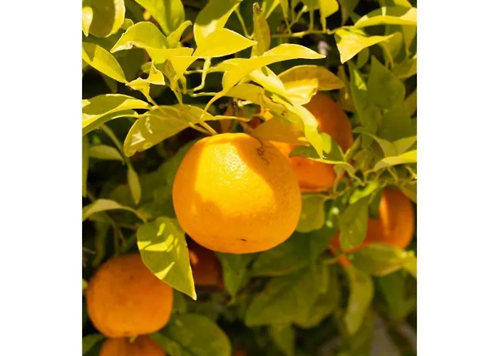 Alojamento de Acomodação e Pequeno-almoço Bb Silvercoast Casa Flores Santa Catarina (Leiria)