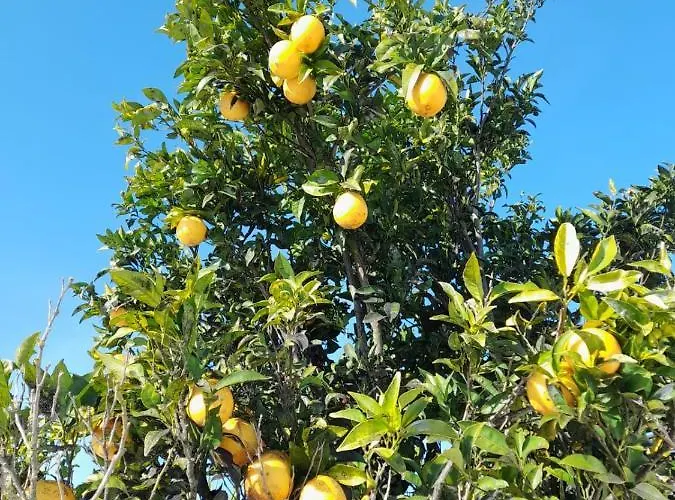 Alojamento de Acomodação e Pequeno-almoço Bb Silvercoast Casa Flores 4*